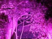 Pre Final Fest Pink Fluo Ambient